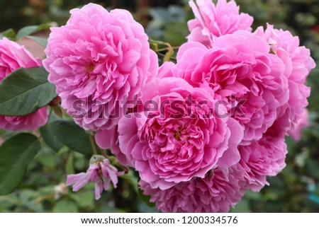 Harlow Carr Rose bush - variety of English rose. [[stock_photo]] © 