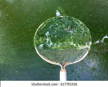 Harmful Algae Bloom In An Aquaculture Pond