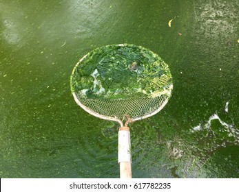 Harmful Algae Bloom In An Aquaculture Pond