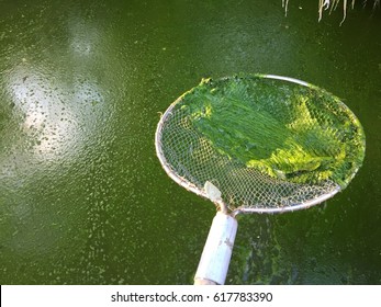 Harmful Algae Bloom In An Aquaculture Pond