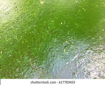 Harmful Algae Bloom In An Aquaculture Pond