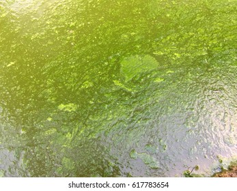 Harmful Algae Bloom Aquaculture Pond Stock Photo 617783654 | Shutterstock