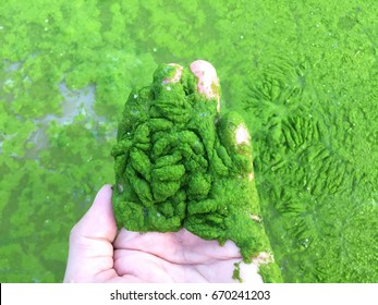 Harmful Algae Bloom Un An Aquaculture Pond