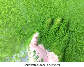 Harmful Algae Bloom Un An Aquaculture Pond