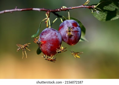 harmful insect-stinging striped wasps in the summer garden eat the fruits of ripe sweet plum fruits - Powered by Shutterstock