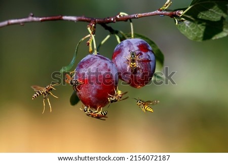 harmful insect-stinging striped wasps in the summer garden eat the fruits of ripe sweet plum fruits