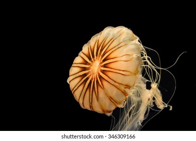 Harmful jellyfish, chrysaora pacifica, isolated on black
