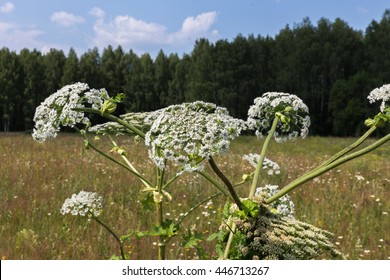 Harmful Plant Cow Parsnip