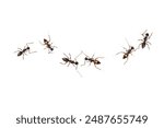 Harmless black ants like to eat sugar on a white background.