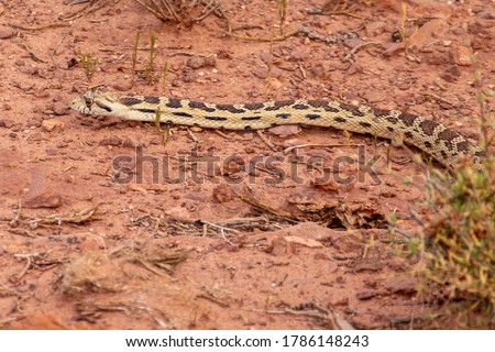 Harmless Great Basin Gopher Snake, Pituophis catenifer deserticola.