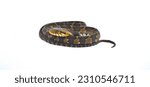 harmless non venomous Florida watersnake or banded water snake - Nerodia fasciata - isolated on white background.  often mistaken for cottonmouth or water moccasin . common in Florida, coiled looking