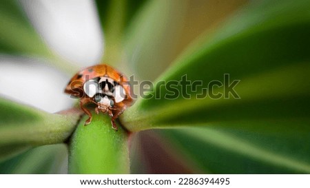 Harmonia axyridis, asian ladybug - Canon EOS M50