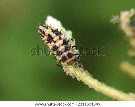Harmonia Axyridis. Asian ladybug. Larva