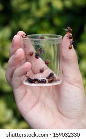 Harmonia axyridis - Harlequin Ladybirds in jar