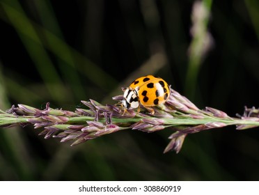 Harmonia Axyridis, Ladybird