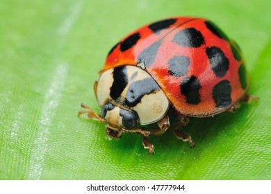 Harmonia Axyridis Ladybug