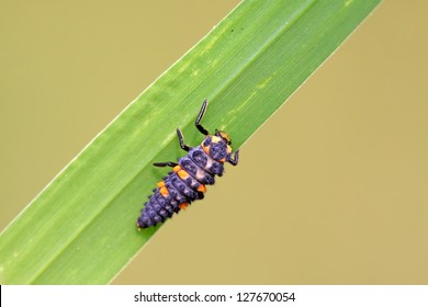 Harmonia Axyridis Larvae On Green Leaf Stock Photo 127670054 | Shutterstock