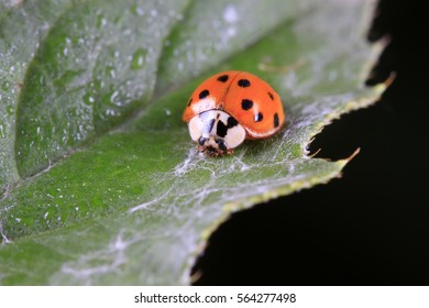 Harmonia Axyridis On Plant In The Wild