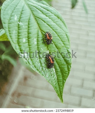Harmonia variegata (Harmonia axyridis), harlequin ladybug, Asian ladybug, or 19-spotted ladybug are all names for the same species of small beetle that belongs to the ladybug family (Coccinellidae).