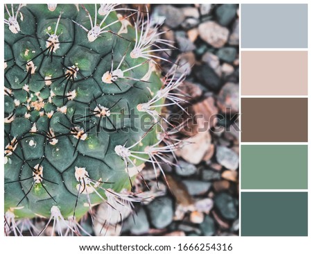 Harmonious color combinations. Cactus color palette, mood board. Green and brown shades. Color theory and mixing.