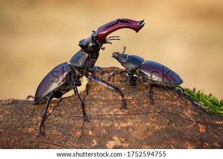 Harmonious scenery of male stag beetle, lucanus cervus, standing above female and protecting her in summer nature. Pair of winged bugs on branch sunlit by sun.
