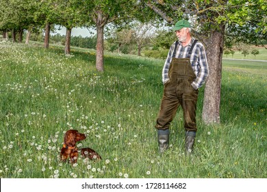 Harmony, a farmer stands under an apple tree and looks lovingly at his Irish Setter hunting dog lying in front of him in the meadow with dandelions.