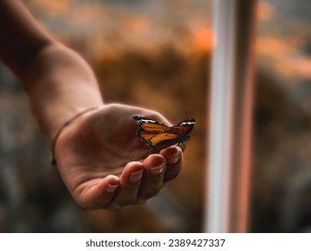 Harmony in hands: captivating butterfly. Delicate and vibrant, a butterfly rests gently in the hands of its captor, forming a beautiful harmony between the human touch and the beauty of nature