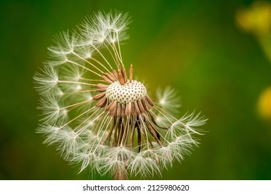 In harmony with nature. White dandelion seed head on green background - Powered by Shutterstock