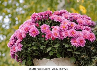 Harmony pink chrysanthemums in the morning garden, illuminated by soft sunlight, create a calm and peaceful atmosphere with bright and delicate flowers against the backdrop of autumn foliage. - Powered by Shutterstock