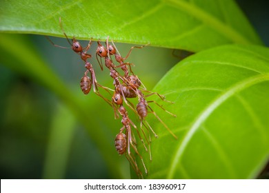 Harmony of Red Ant