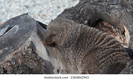 Harmony in the savannah: Fascinating Banded Mongooses (Mungos mungo),at private estate. Summer season - Shutterstock ID 2364862965