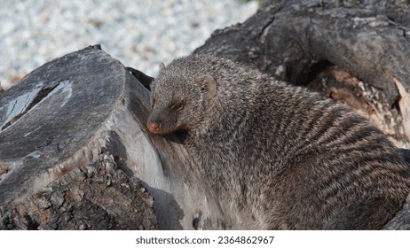 Harmony in the savannah: Fascinating Banded Mongooses (Mungos mungo),at private estate. Summer season - Shutterstock ID 2364862967
