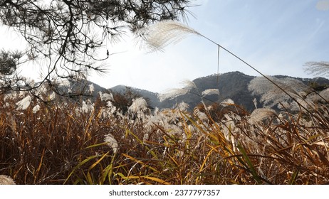 Harmony of silver grass and pine trees under the blue skyl, nature Korea