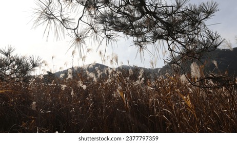 Harmony of silver grass and pine trees under the blue skyl, nature Korea