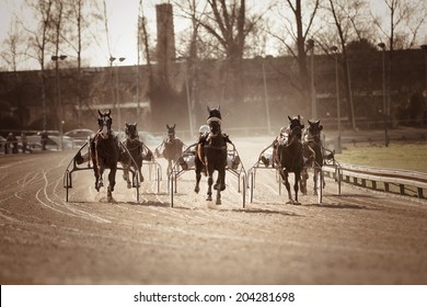 Harness Racing .horse