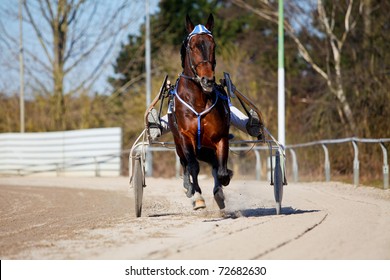  Harness Racing .horse