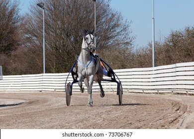 Harness Racing .horse