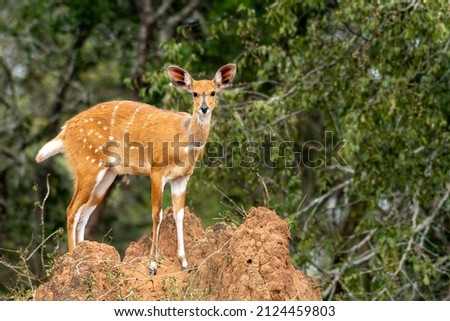 Harnessed bushbuck (Tragelaphus scriptus) posing in Lake Mburo national park, Uganda, Africa