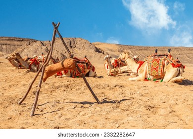 Harnessed cute riding camels caravan camp resting in the desert, Al Ula, Saudi Arabia