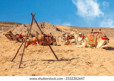 Harnessed cute riding camels caravan camp resting in the desert, Al Ula, Saudi Arabia