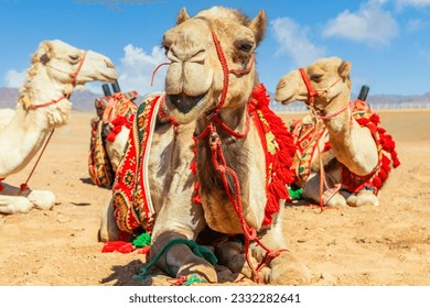 Harnessed cute riding camels resting in the desert, Al Ula, Saudi Arabia