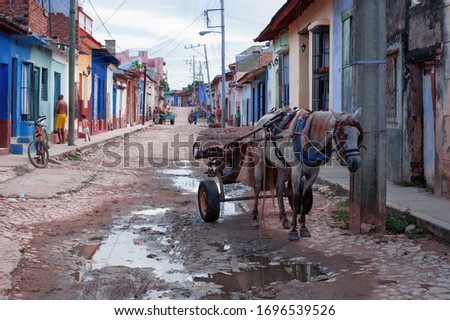 harnessed horse on a cobblestone road of an authentic city on the Caribbean coast