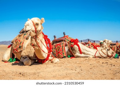 Harnessed riding camel resting in the desrt, Al Ula, Saudi Arabia