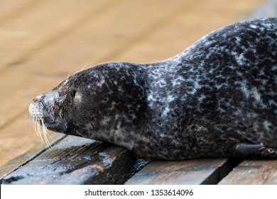 Harp seal with a black fur coat and white spots sits on a wooden ramp sunning itself near the cold waters of the Atlantic Ocean.The long whiskers of the seal hang down from its square looking snout.