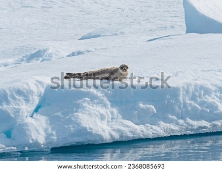 Harp Seal Enjoying the Sun on the Pack Ice in the High Artic