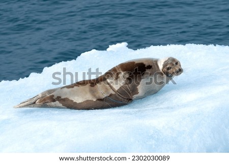 harp seal on iceberg in north ocean around svalbard
