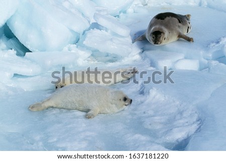 HARP SEAL pagophilus groenlandicus, FEMALE WITH PUP, MAGDALENA ISLAND IN CANADA  
