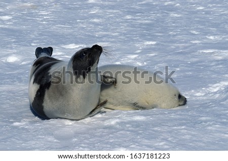 HARP SEAL pagophilus groenlandicus, FEMALE WITH PUP STANDING ON ICE FIELD, MAGDALENA ISLAND IN CANADA  