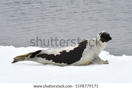 Harp Seal (Pagophilus groenlandicus), also known a Saddleback seal or Greenland Seal. Lying on drift ice north of Jan Mayen.