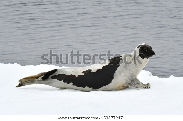 Harp Seal (Pagophilus groenlandicus), also known a\
Saddleback seal or Greenland Seal. Lying on drift ice north of Jan\
Mayen.